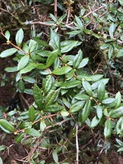 Berberis nantoensis