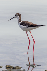 Himantopus himantopus