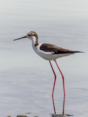 Himantopus himantopus