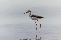Himantopus himantopus