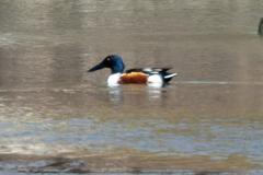 Spatula clypeata