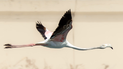 Phoenicopterus roseus