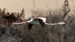 Phoenicopterus roseus