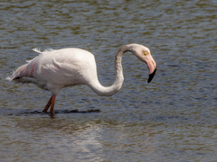 Phoenicopterus roseus