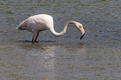 Phoenicopterus roseus