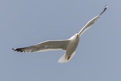 Larus fuscus