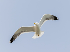 Larus fuscus