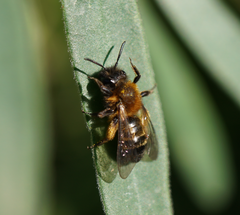 Andrena