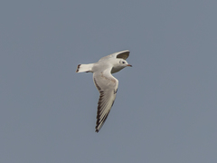 Chroicocephalus ridibundus