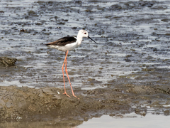 Himantopus himantopus