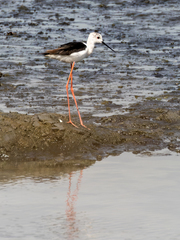 Himantopus himantopus