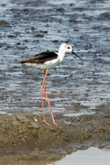 Himantopus himantopus