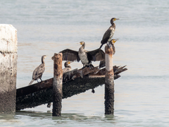 Phalacrocorax carbo