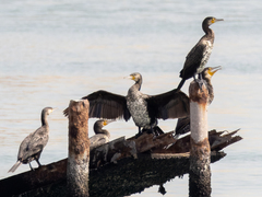 Phalacrocorax carbo