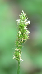 Carex conjuncta