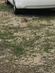 Cardinalis cardinalis