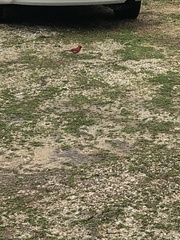 Cardinalis cardinalis