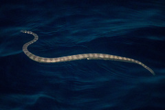 Hydrophis lapemoides