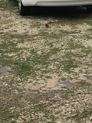 Cardinalis cardinalis