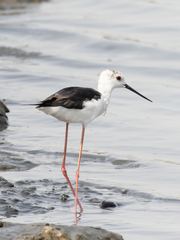 Himantopus himantopus