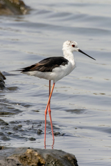 Himantopus himantopus