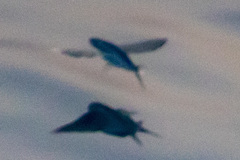 Cheilopogon
