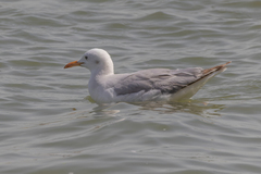 Chroicocephalus genei