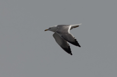 Larus