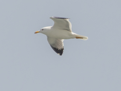 Larus