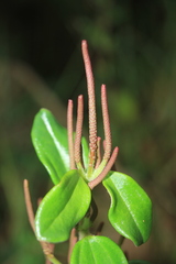 Peperomia rotundata