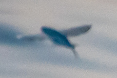 Cheilopogon
