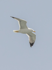 Larus