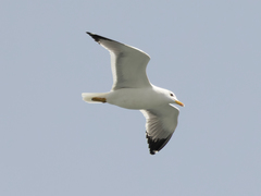 Larus