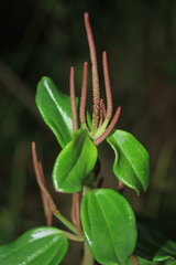 Peperomia rotundata