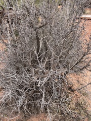 Coleogyne ramosissima