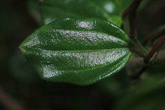 Peperomia rotundata