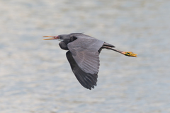 Egretta gularis