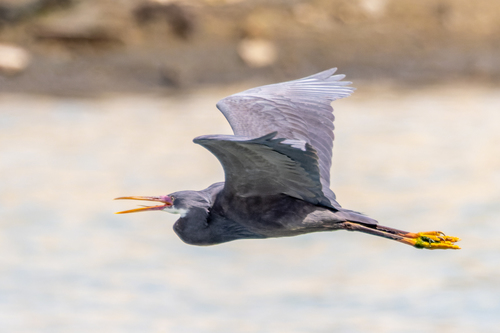 Garceta dimorfa (Egretta gularis)