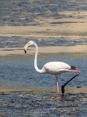Phoenicopterus roseus