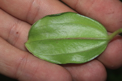Peperomia rotundata