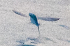 Cheilopogon