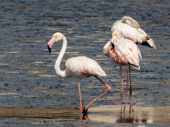 Phoenicopterus roseus