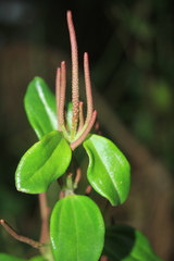 Peperomia rotundata
