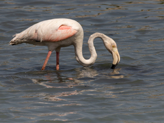 Phoenicopterus roseus
