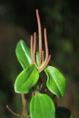 Peperomia rotundata
