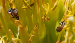 Apis florea