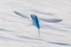Cheilopogon