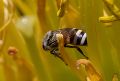 Apis florea
