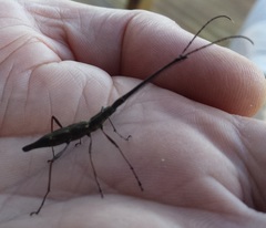 Lasiorhynchus barbicornis