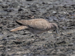 Streptopelia decaocto
